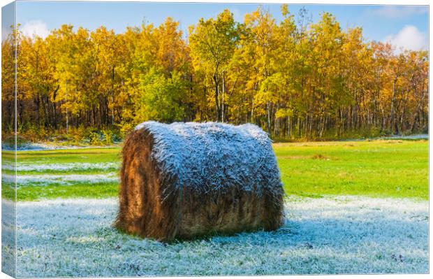 hay bale, aspen trees, morning with frost Canvas Print by Dave Reede