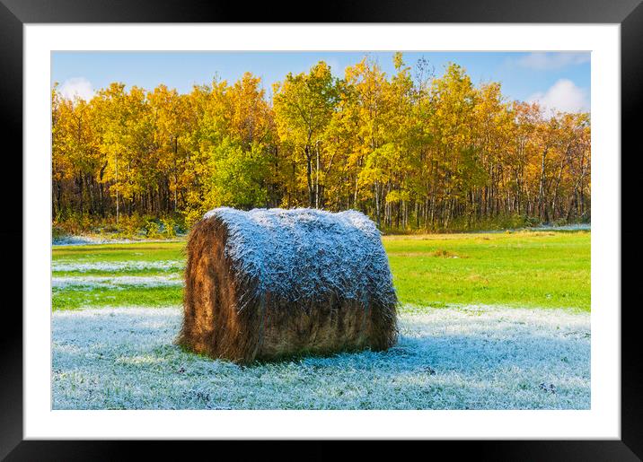 hay bale, aspen trees, morning with frost Framed Mounted Print by Dave Reede