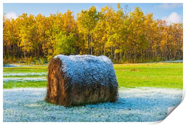hay bale, aspen trees, morning with frost Print by Dave Reede
