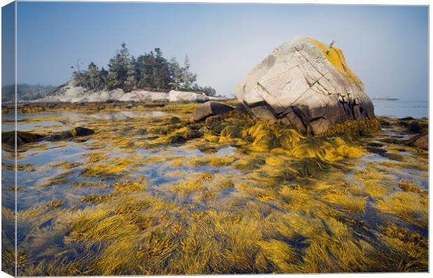 rockweed along the Atlantic coast Canvas Print by Dave Reede