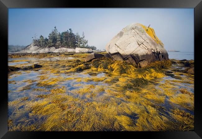 rockweed along the Atlantic coast Framed Print by Dave Reede