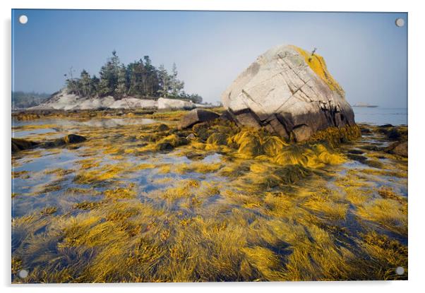 rockweed along the Atlantic coast Acrylic by Dave Reede