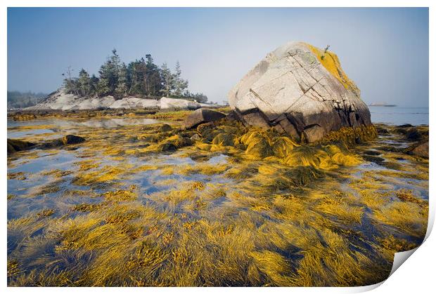 rockweed along the Atlantic coast Print by Dave Reede