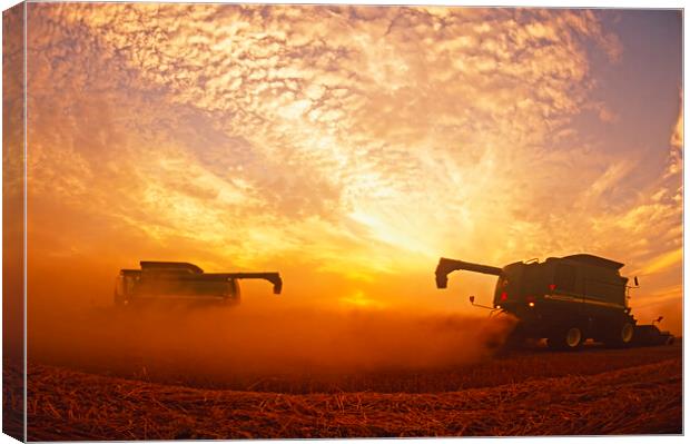 spring wheat harvest Canvas Print by Dave Reede