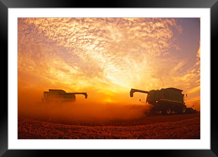 spring wheat harvest Framed Mounted Print by Dave Reede