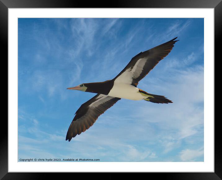 Brown Booby Flying Framed Mounted Print by chris hyde