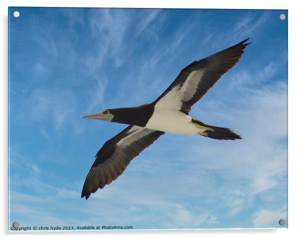 Brown Booby Flying Acrylic by chris hyde