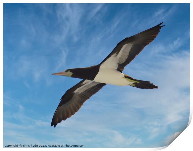 Brown Booby Flying Print by chris hyde