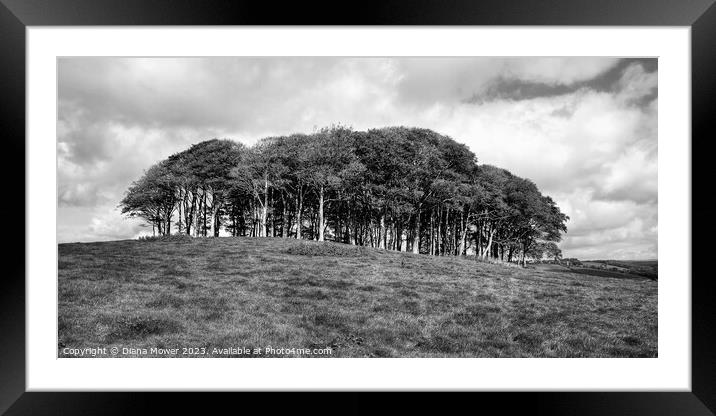 The Nearly Home trees Panoramic Framed Mounted Print by Diana Mower
