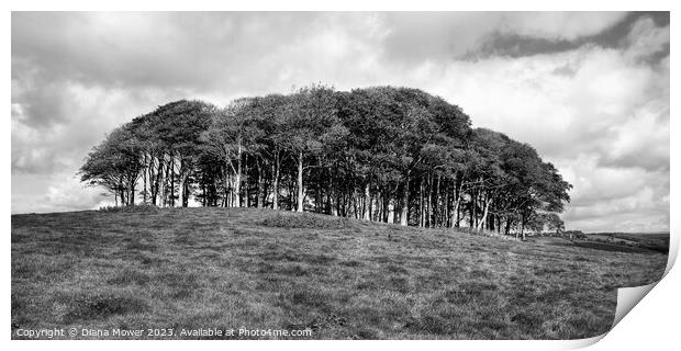 The Nearly Home trees Panoramic Print by Diana Mower