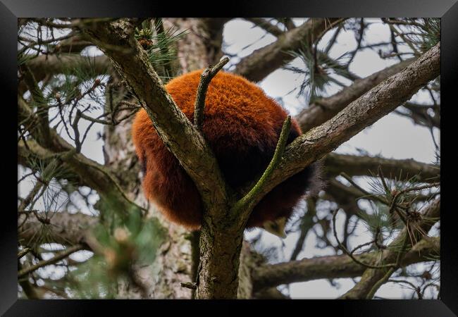 Red Panda Furry Ball In The Tree Framed Print by Artur Bogacki