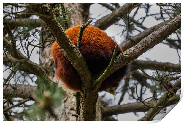 Red Panda Furry Ball In The Tree Print by Artur Bogacki