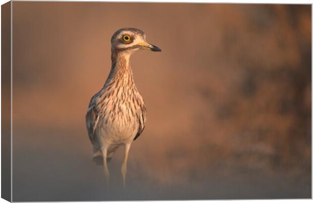 Eurasian stone-curlew Canvas Print by José Diogo