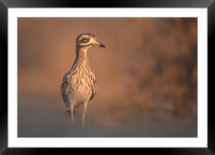 Eurasian stone-curlew Framed Mounted Print by José Diogo
