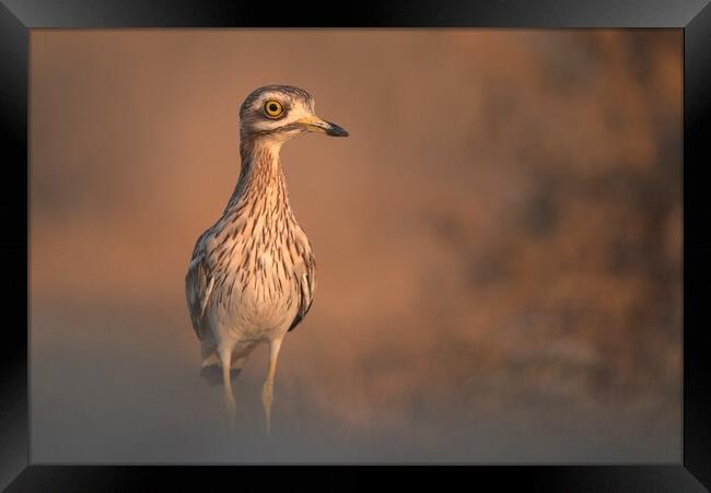 Eurasian stone-curlew Framed Print by José Diogo