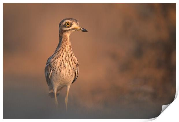 Eurasian stone-curlew Print by José Diogo