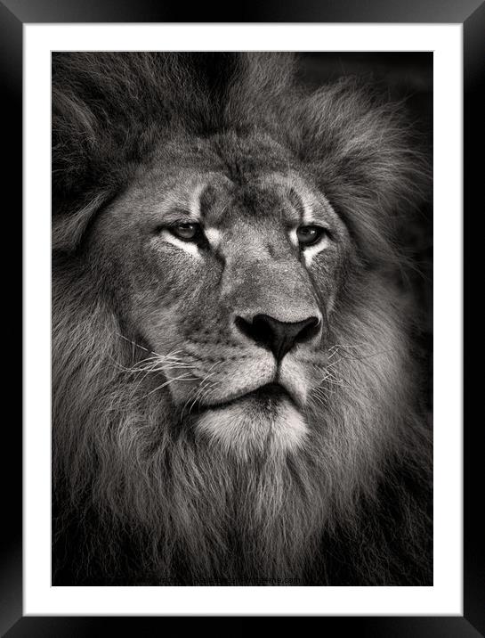 Lion Framed Mounted Print by Dave Bowman