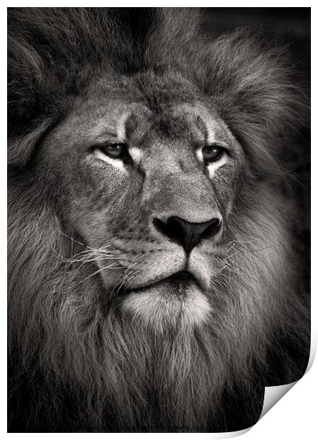 Lion Print by Dave Bowman
