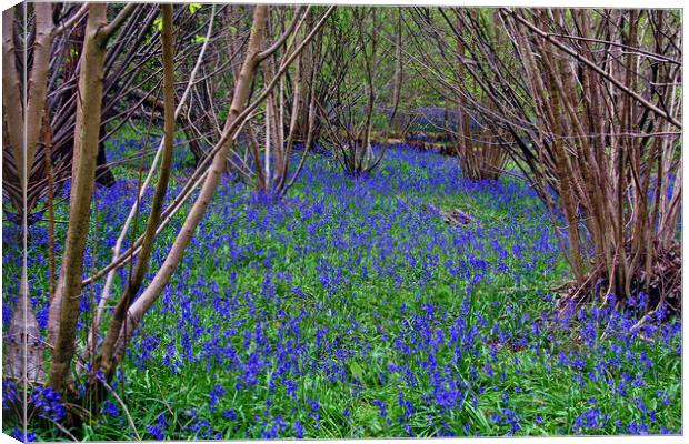 Bluebell Woods Bluebells Basildon Park Reading Berkshire Canvas Print by Andy Evans Photos