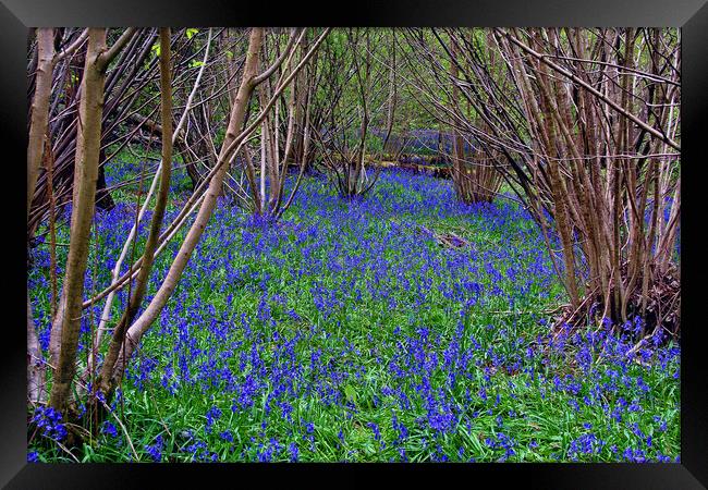 Bluebell Woods Bluebells Basildon Park Reading Berkshire Framed Print by Andy Evans Photos