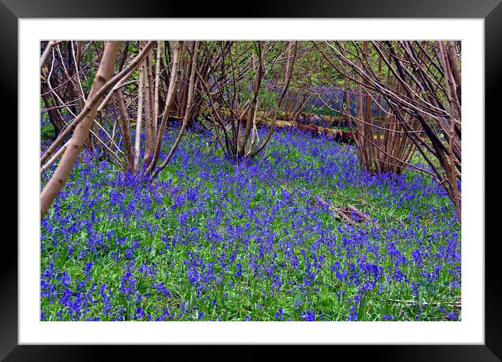 Bluebell Woods Bluebells Basildon Park Reading Berkshire Framed Mounted Print by Andy Evans Photos