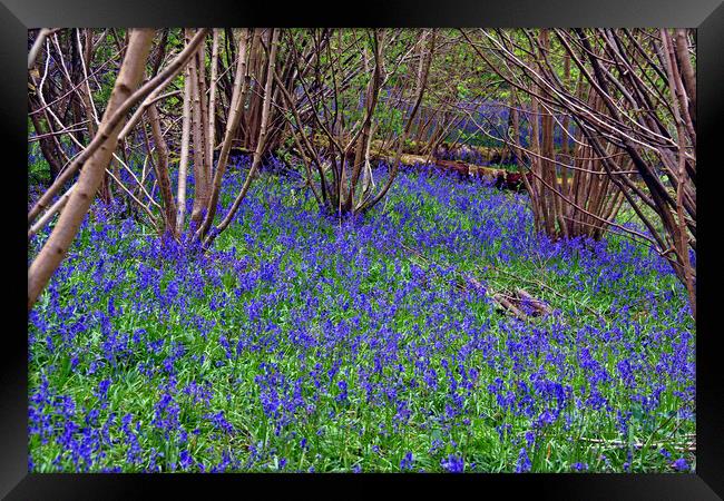 Bluebell Woods Bluebells Basildon Park Reading Berkshire Framed Print by Andy Evans Photos
