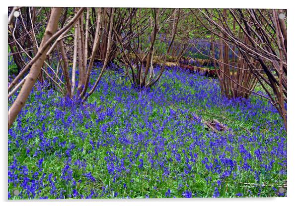 Bluebell Woods Bluebells Basildon Park Reading Berkshire Acrylic by Andy Evans Photos
