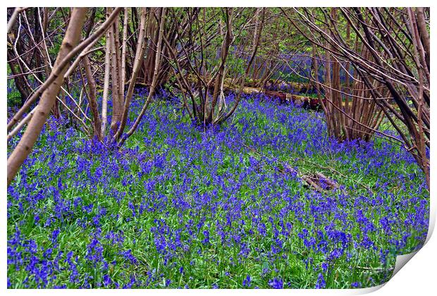 Bluebell Woods Bluebells Basildon Park Reading Berkshire Print by Andy Evans Photos