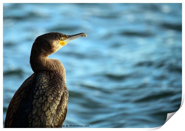 Cormorant Portrait Print by Tom McPherson