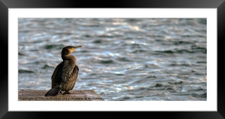 Cormorant Burghead Harbour Framed Mounted Print by Tom McPherson