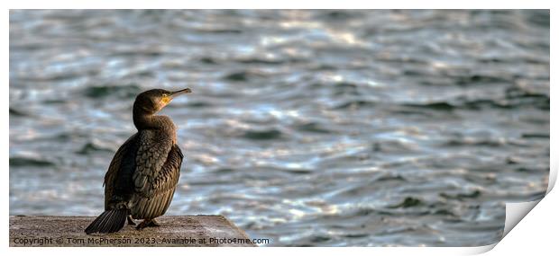 Cormorant Burghead Harbour Print by Tom McPherson