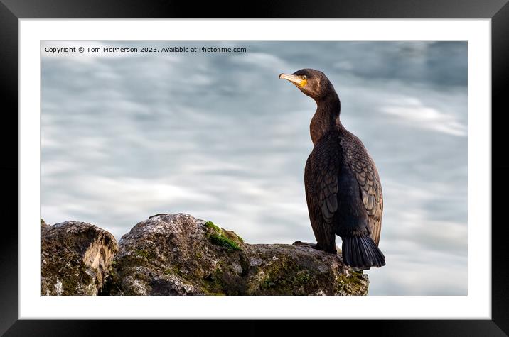 Cormorant on the Rocks Framed Mounted Print by Tom McPherson