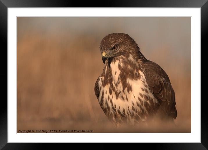 Common buzzard, (Buteo buteo) Framed Mounted Print by José Diogo