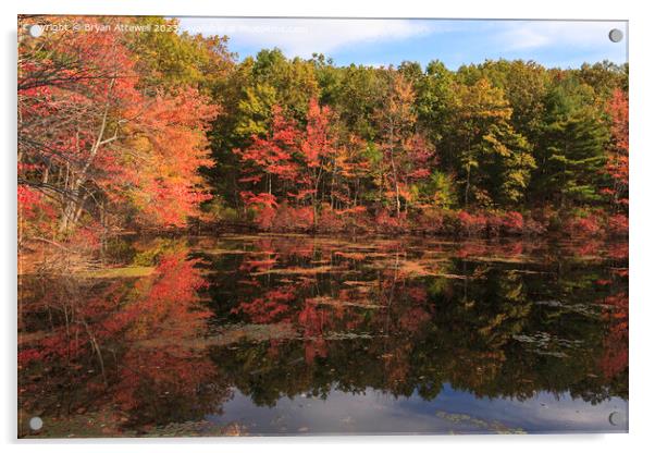 Autumn leaves reflected in Walden Pond Acrylic by Bryan Attewell