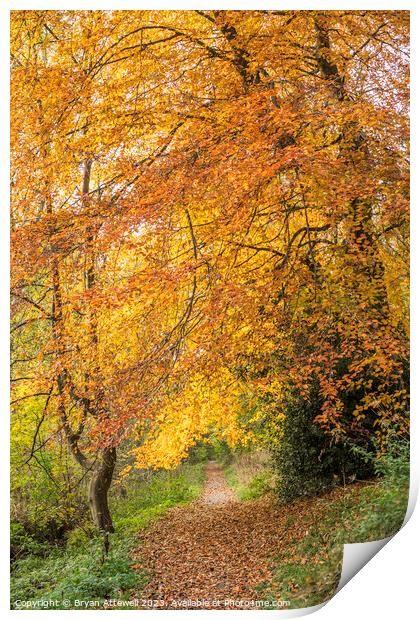 Autumn colours in Backhouse Park Print by Bryan Attewell