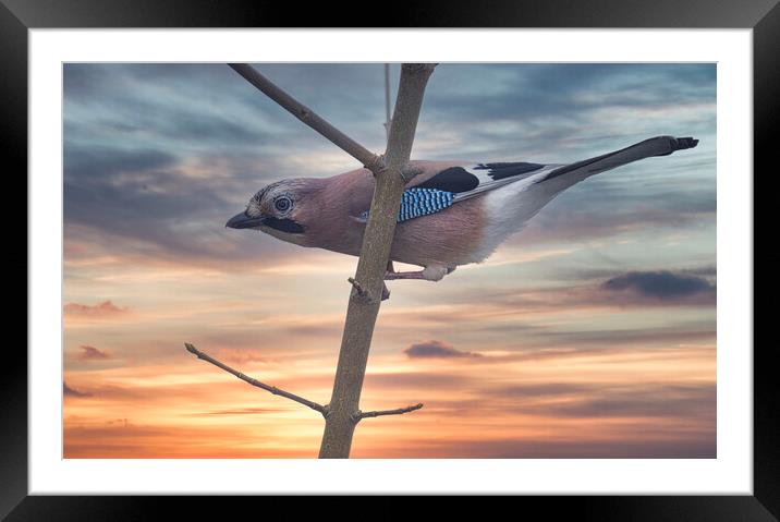 Jay Bird ,Sunset Framed Mounted Print by kathy white