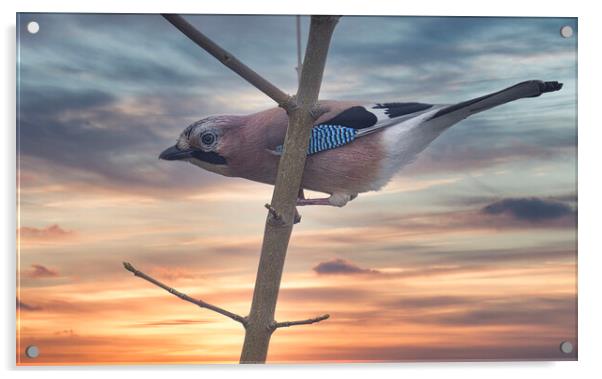 Jay Bird ,Sunset Acrylic by kathy white