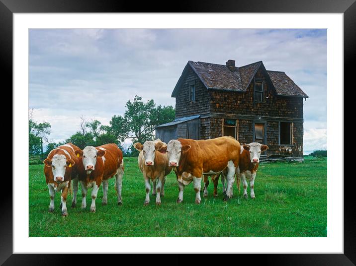 Guarding the Old Homestead Framed Mounted Print by Dave Reede
