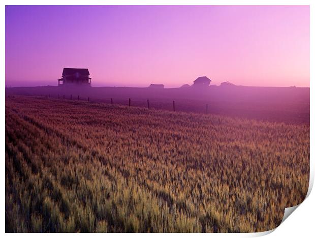 Durum Wheat Field Print by Dave Reede