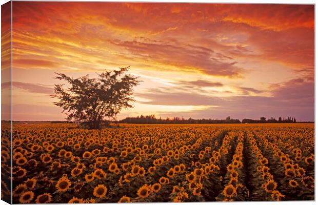Sunflower Field at Sunset Canvas Print by Dave Reede