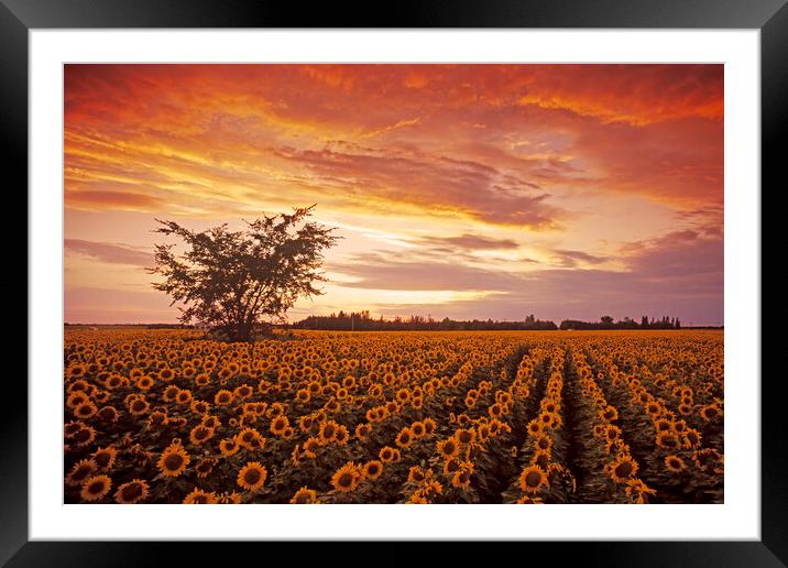 Sunflower Field at Sunset Framed Mounted Print by Dave Reede