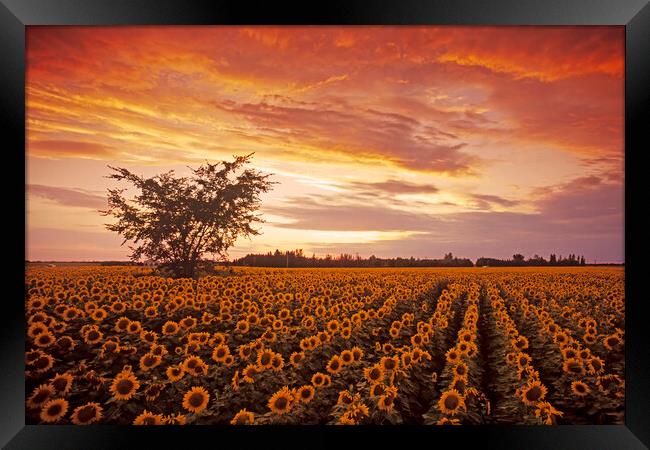 Sunflower Field at Sunset Framed Print by Dave Reede