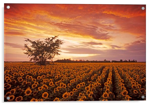Sunflower Field at Sunset Acrylic by Dave Reede