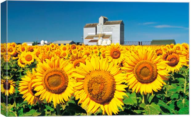 Sunflower Field and Old Grain Elevator Canvas Print by Dave Reede
