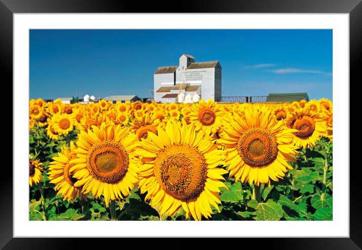 Sunflower Field and Old Grain Elevator Framed Mounted Print by Dave Reede