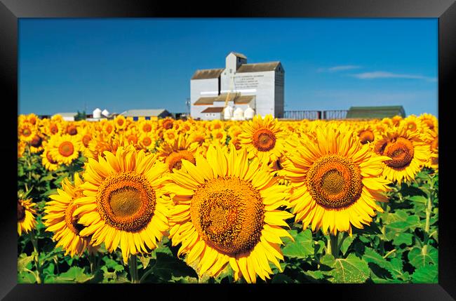 Sunflower Field and Old Grain Elevator Framed Print by Dave Reede
