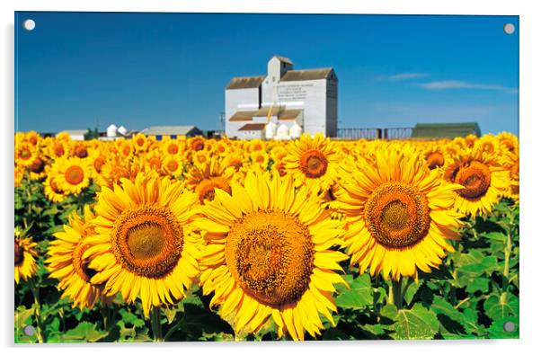 Sunflower Field and Old Grain Elevator Acrylic by Dave Reede