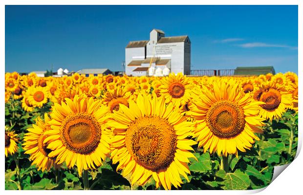 Sunflower Field and Old Grain Elevator Print by Dave Reede