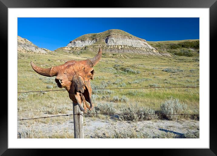 Old Buffalo Skull on Fence Post Framed Mounted Print by Dave Reede