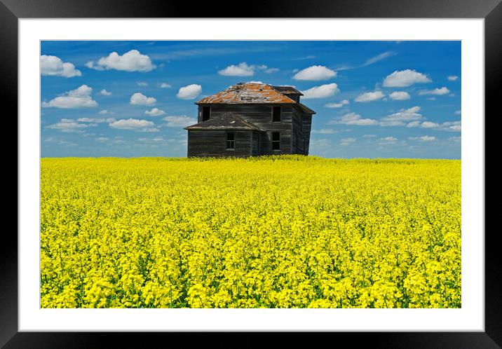 Old Farmhouse in Canola Field  Framed Mounted Print by Dave Reede